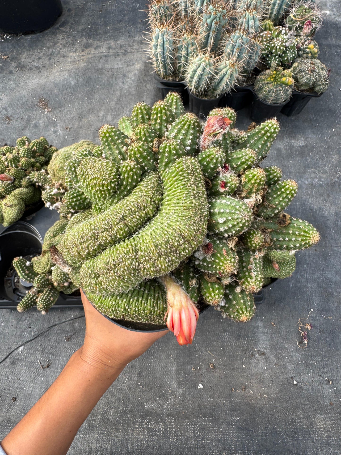 Echinopsis rose quartz crestada