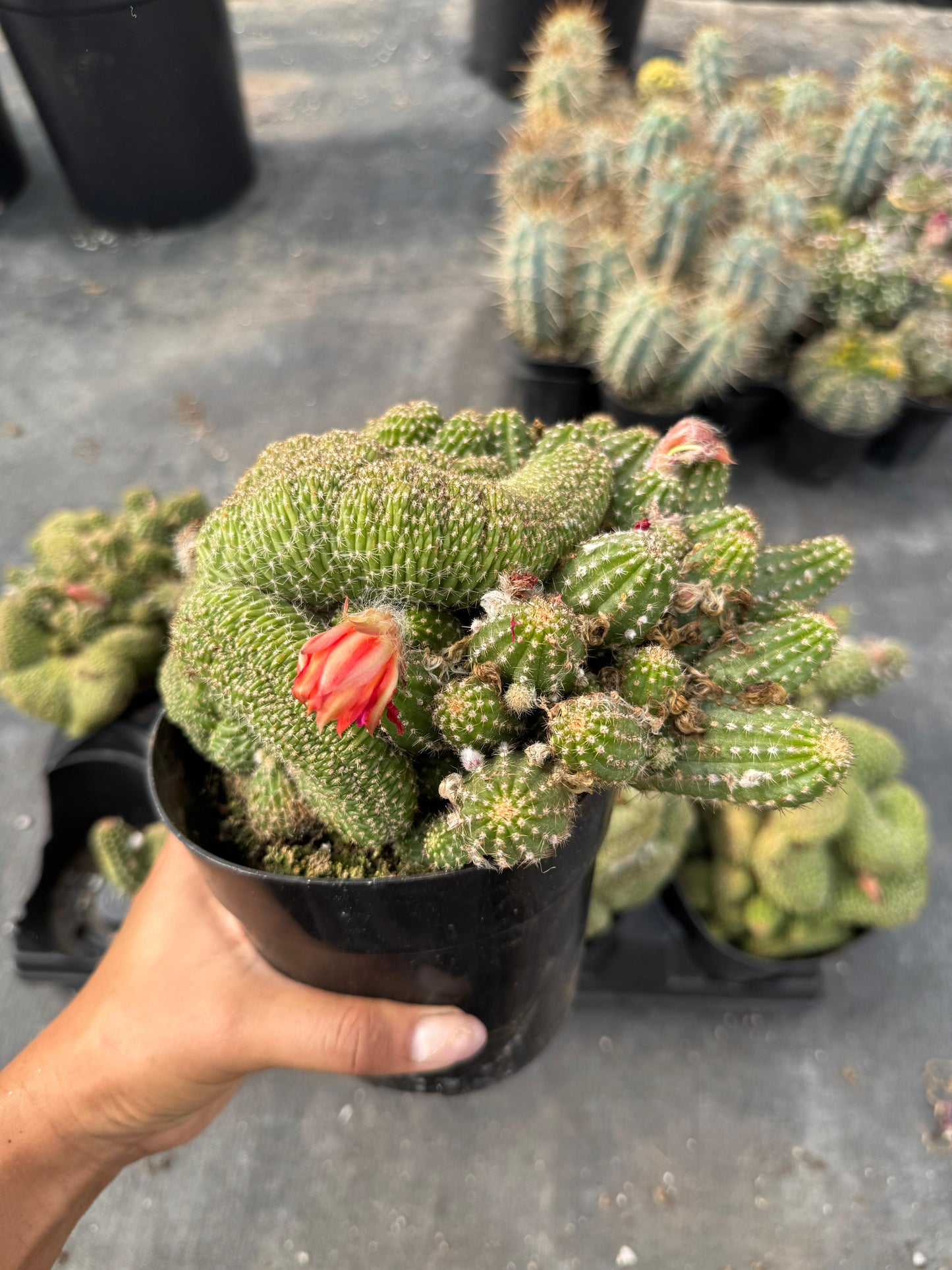 Echinopsis rose quartz crestada