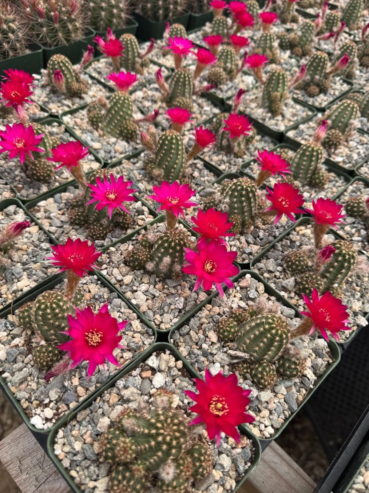Echinopsis rose quartz os