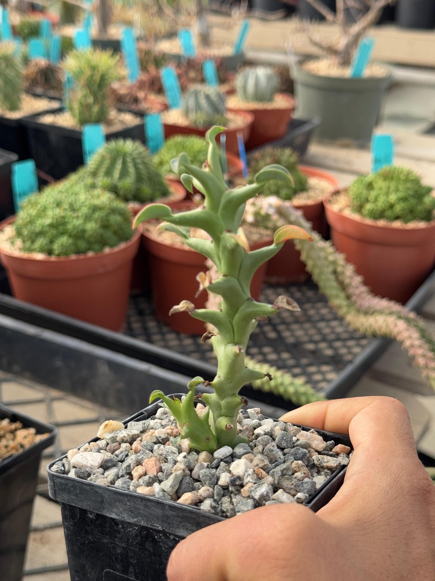 Euphorbia Hamata