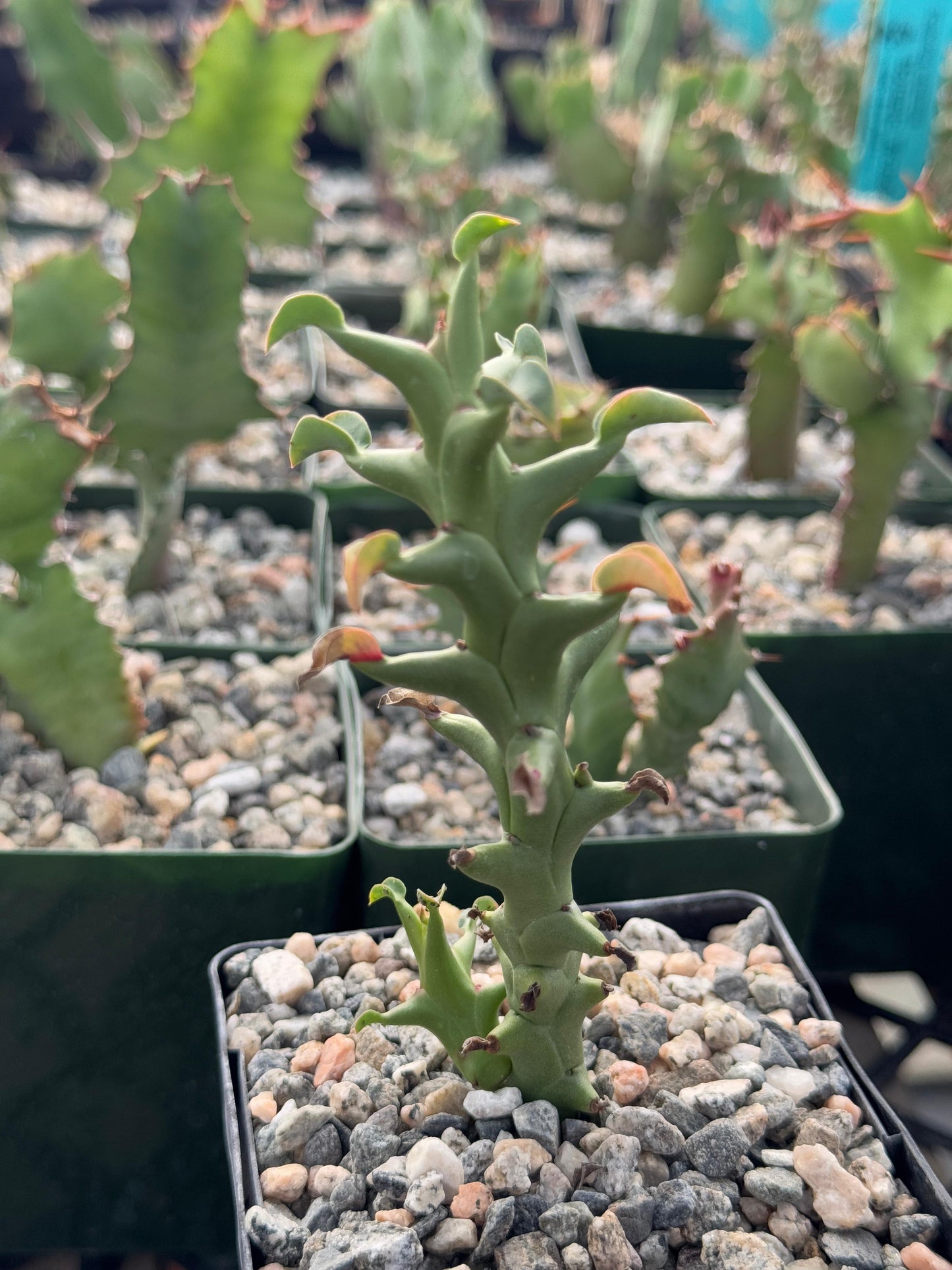 Euphorbia Hamata