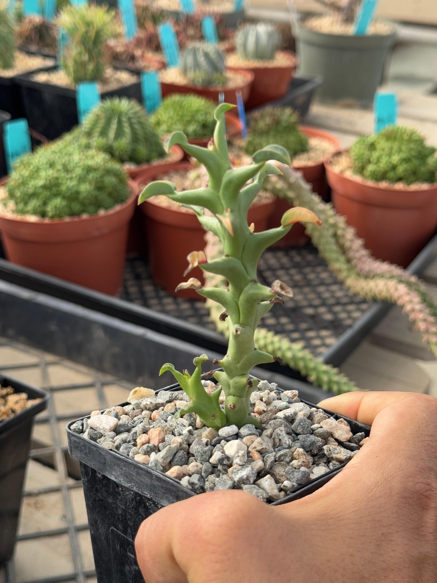 Euphorbia Hamata