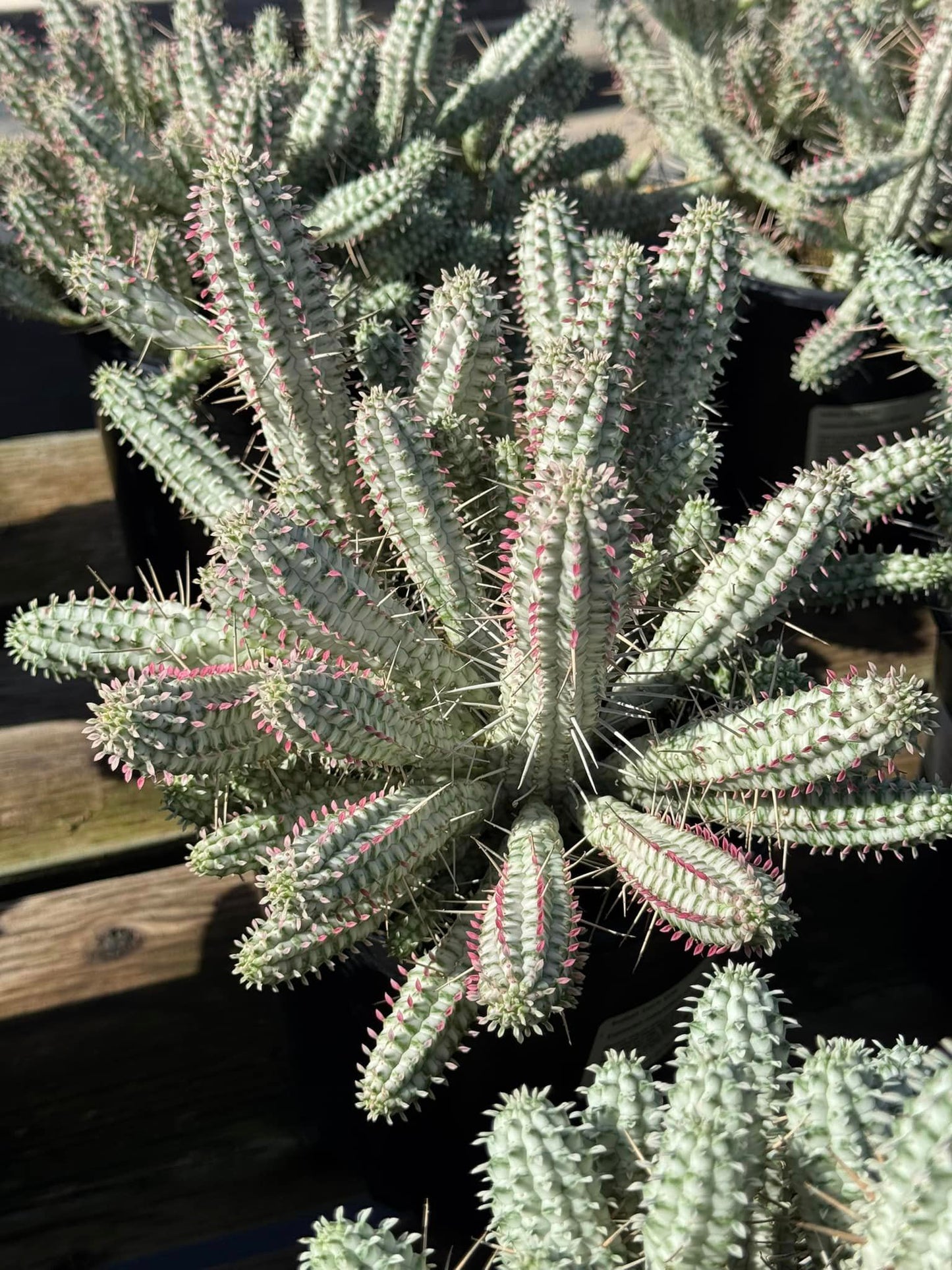 Euphorbia Mammillaris Variegada 1G