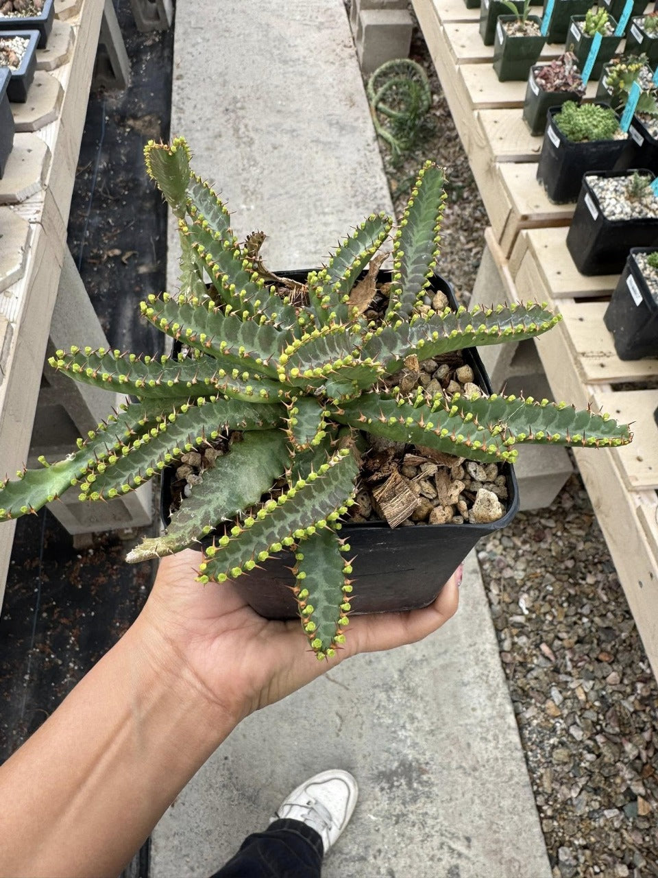 Euphorbia Stellata (grande)