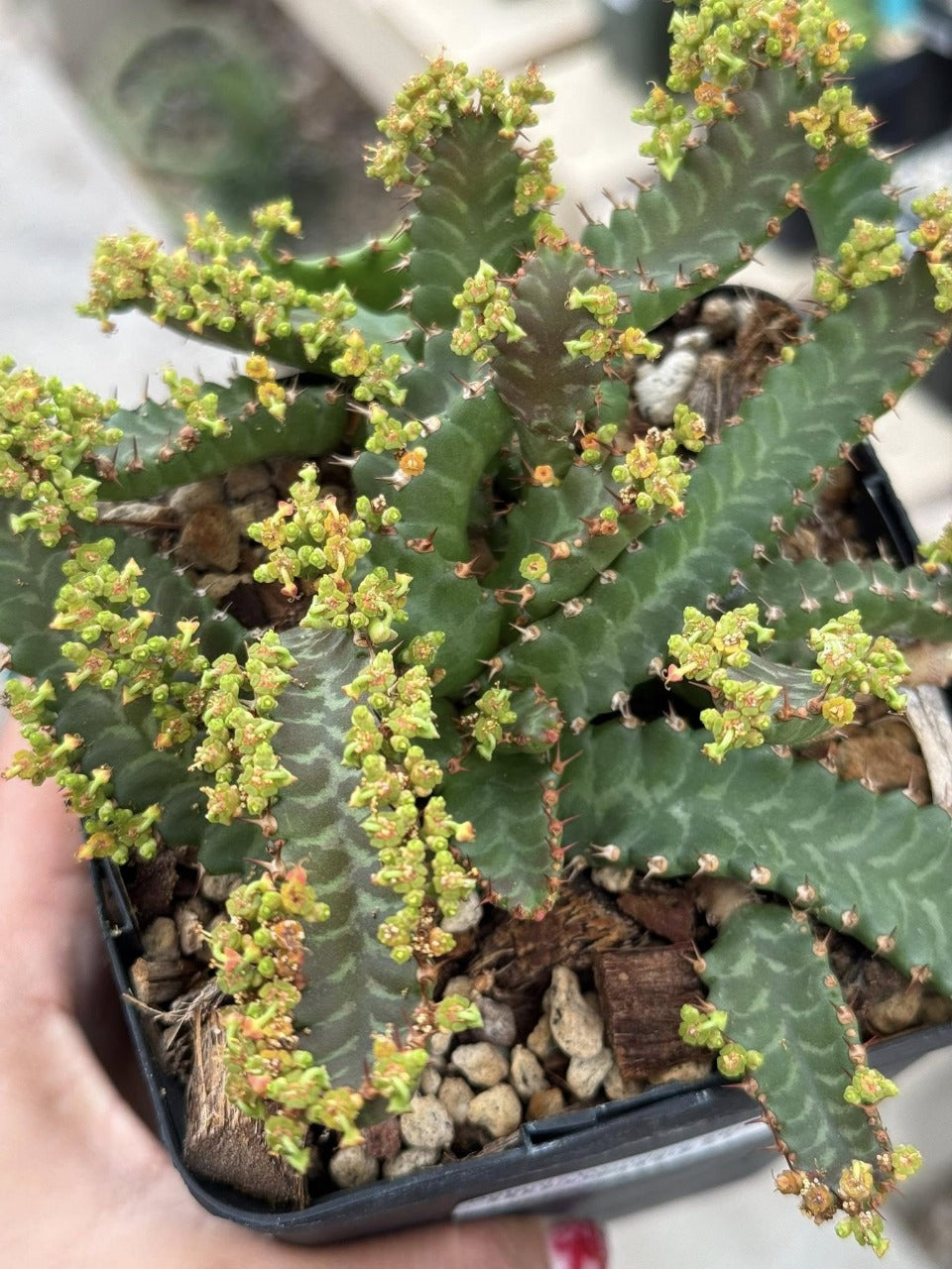 Euphorbia Stellata (grande)