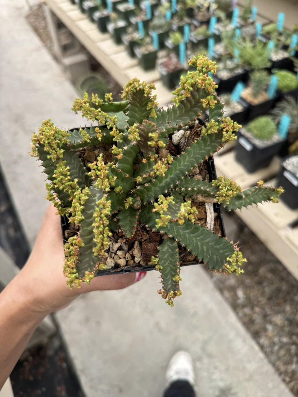 Euphorbia Stellata (grande)