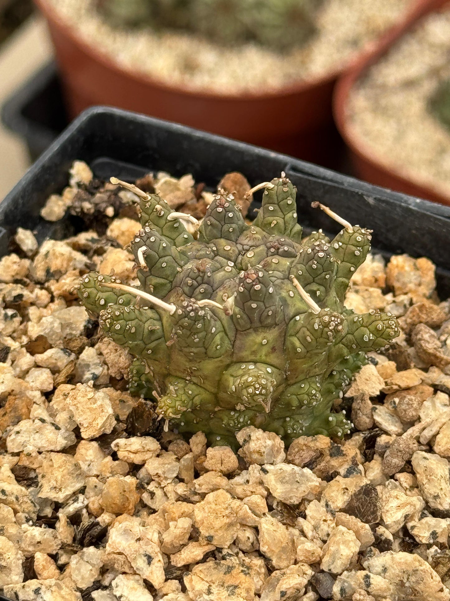 Euphorbia astrophora híbrido