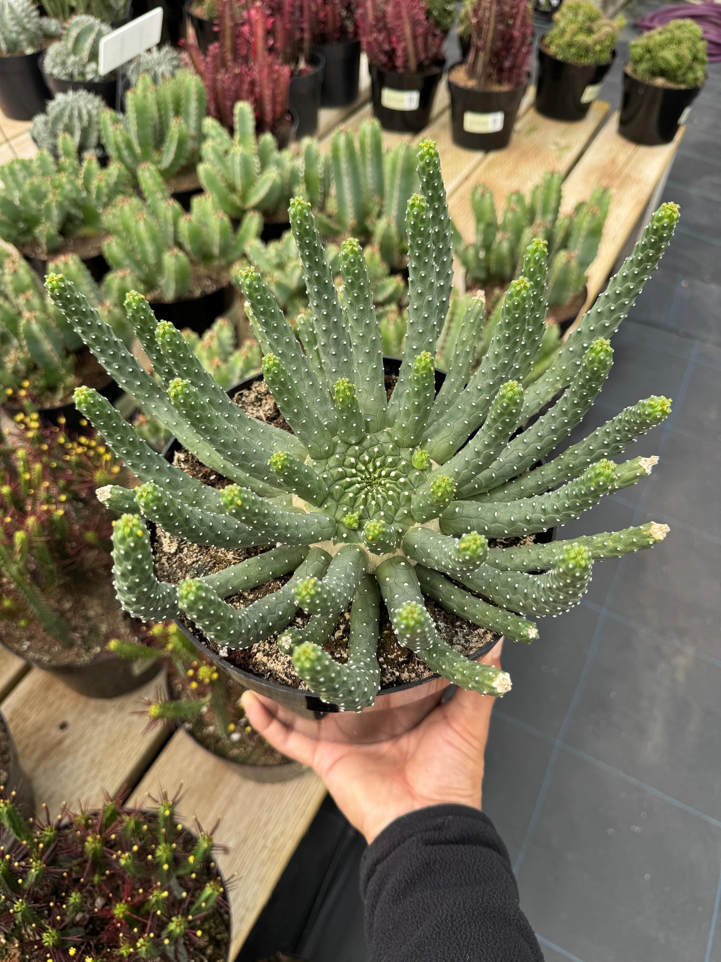 Euphorbia caput-medusa inermis 8”