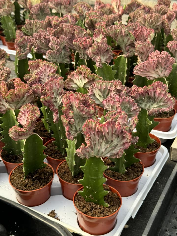 Euphorbia lactea rosa crestada