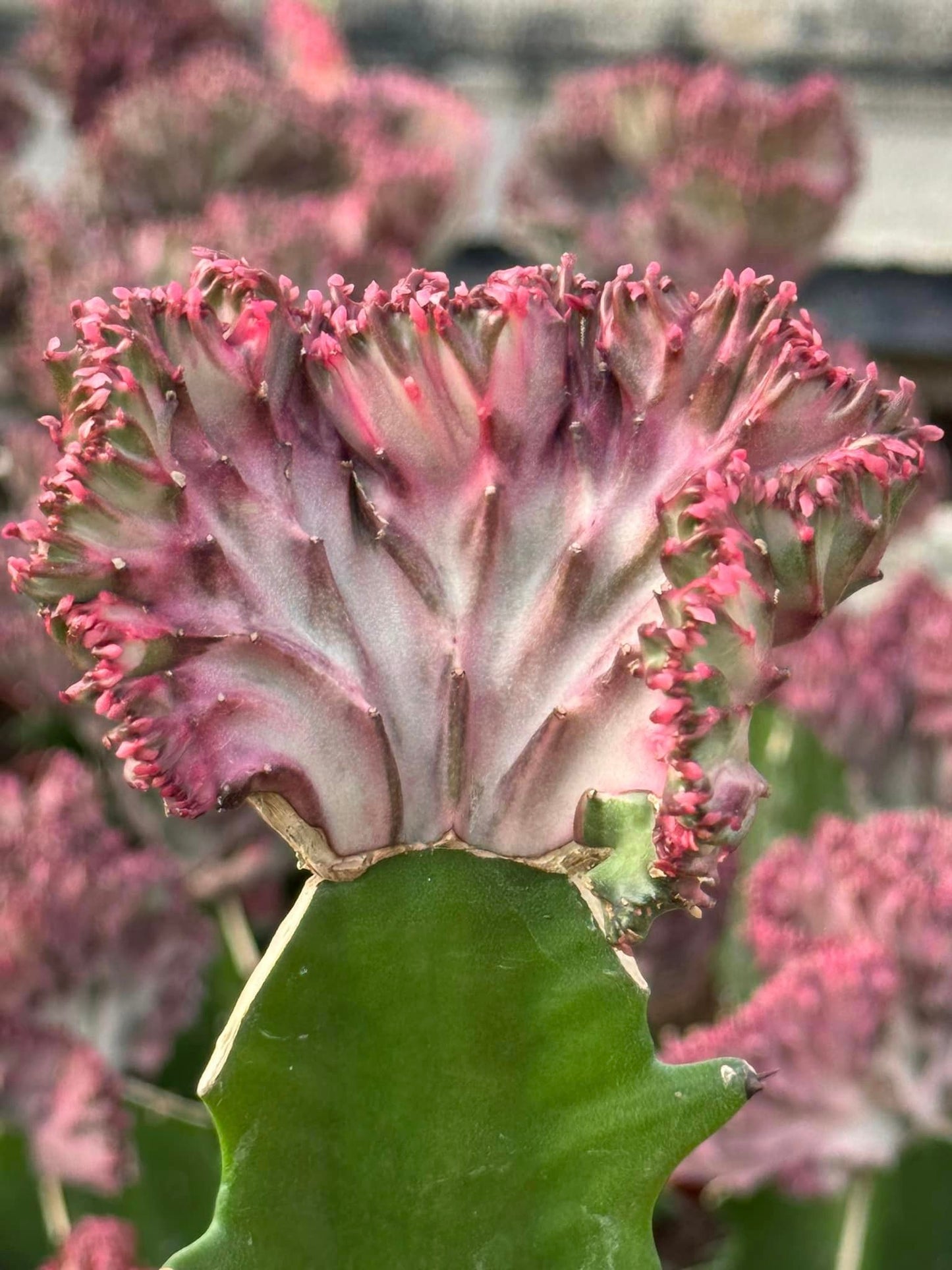 Euphorbia lactea rosa crestada
