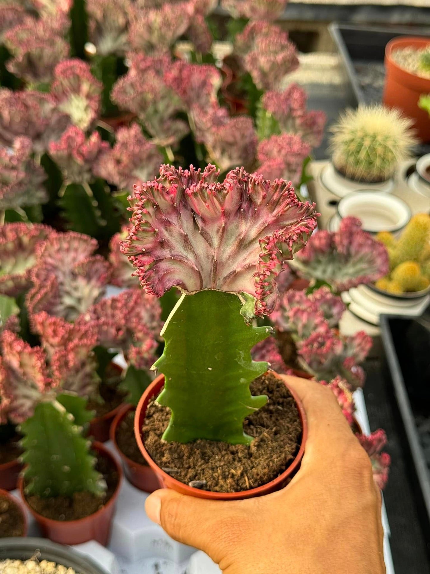 Euphorbia lactea rosa crestada