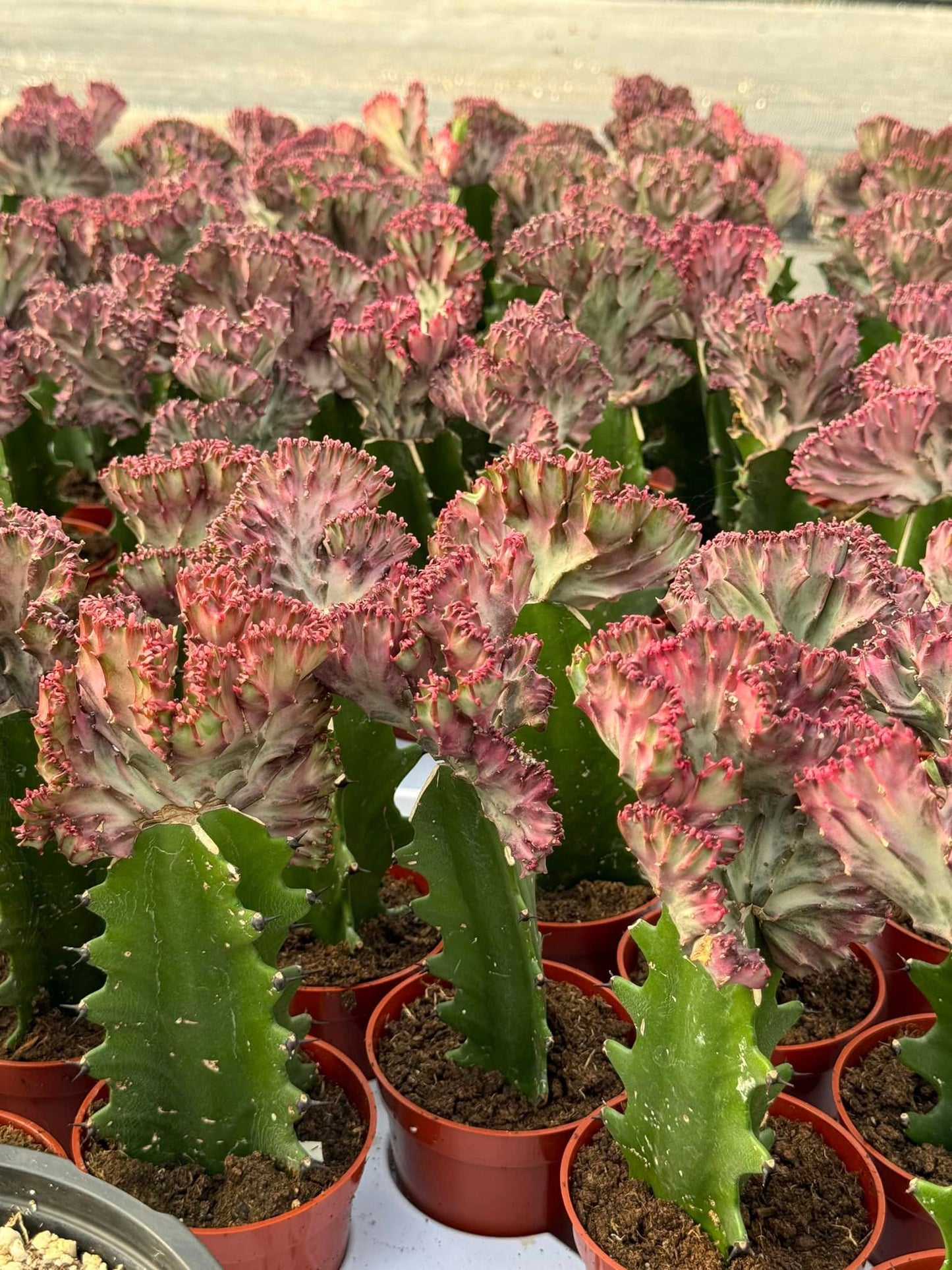 Euphorbia lactea rosa crestada