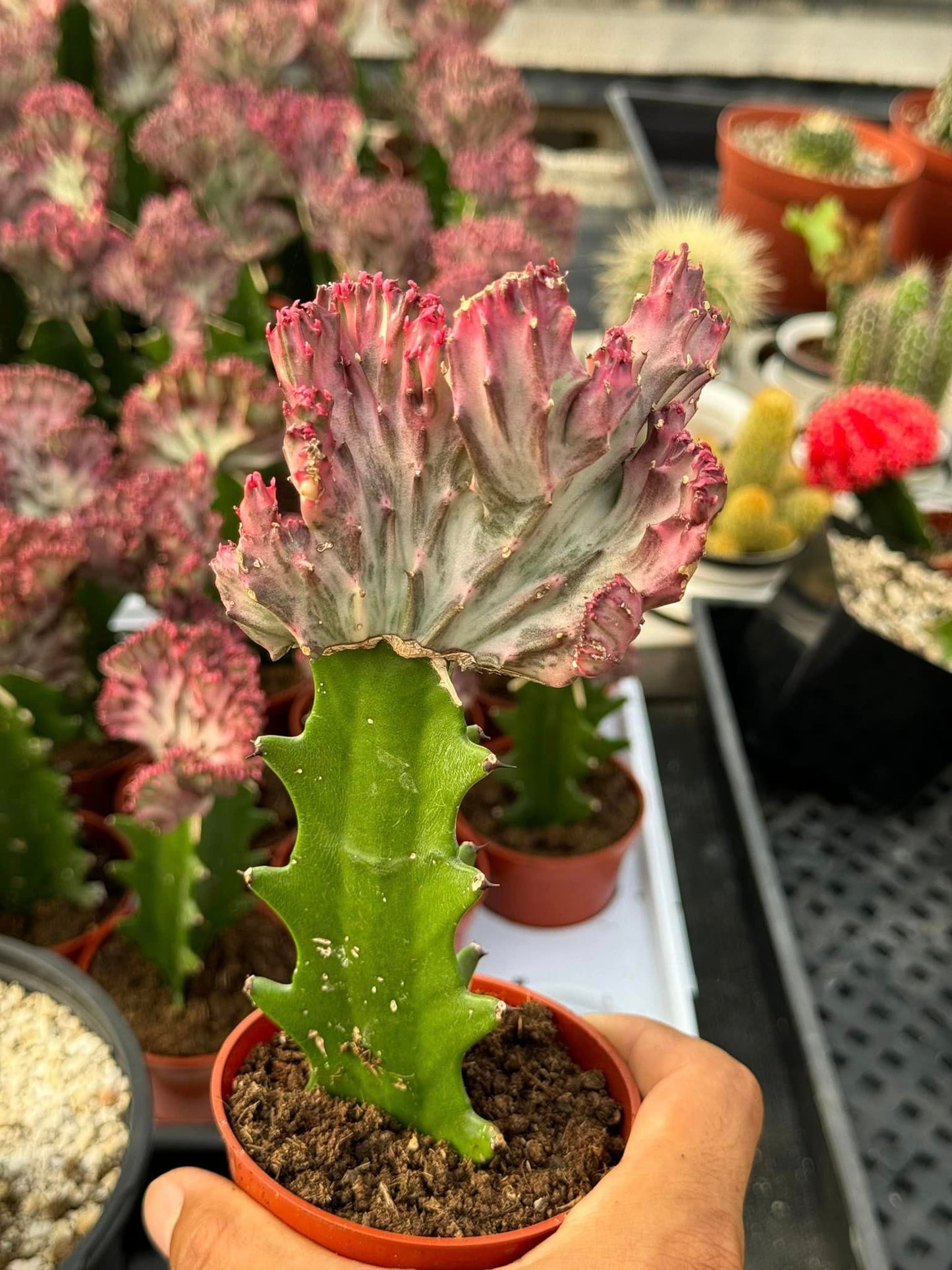 Euphorbia lactea rosa crestada