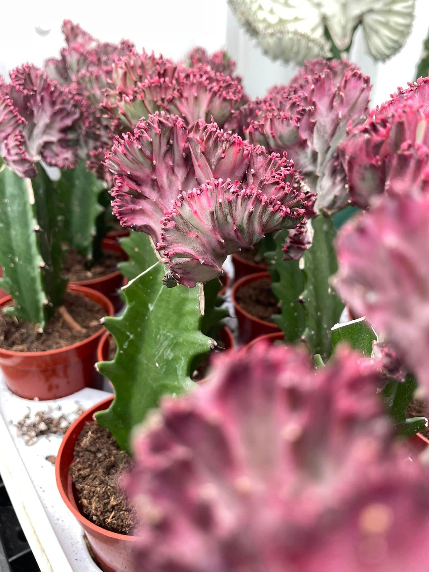 Euphorbia lactea rosa crestada