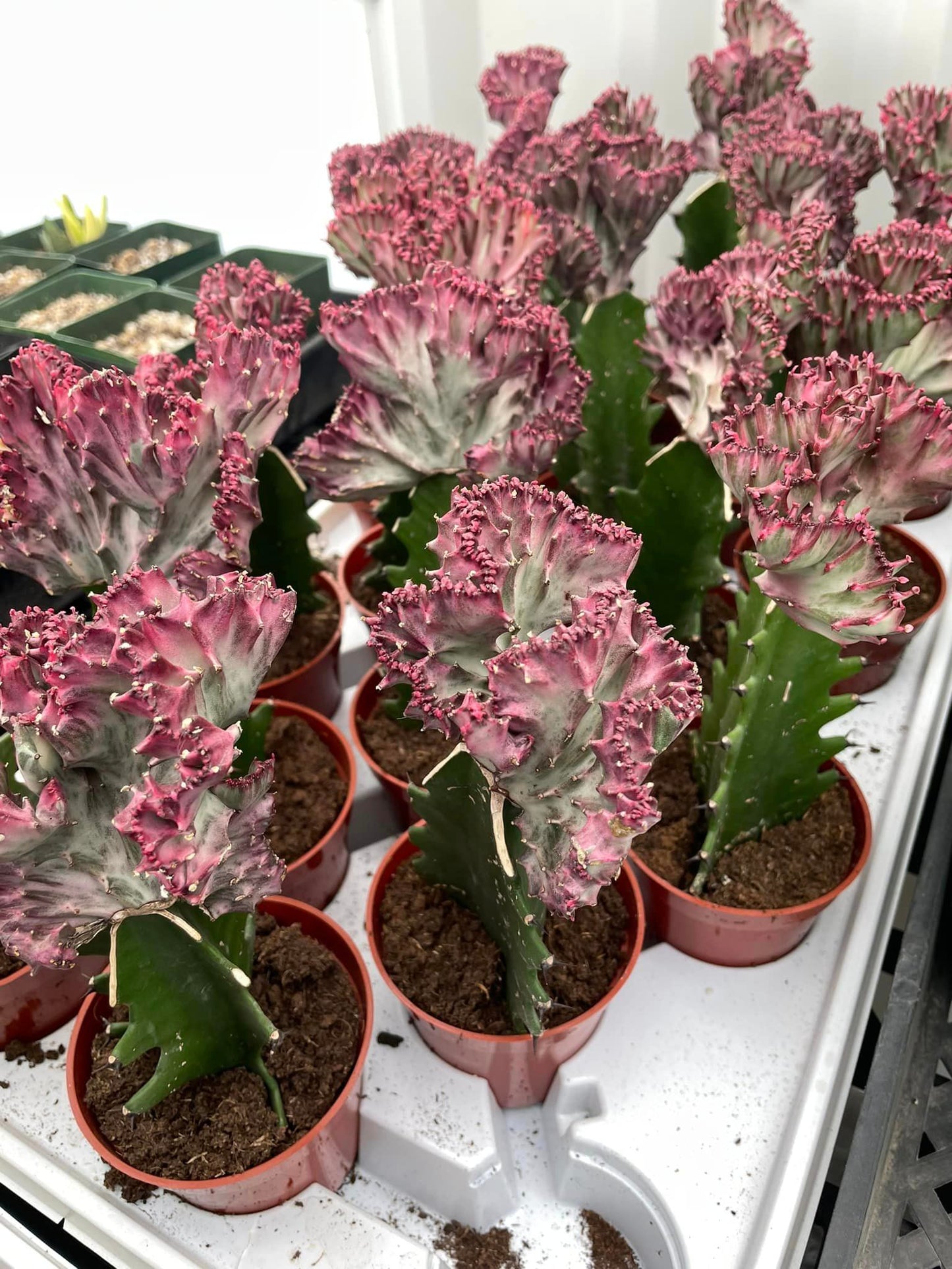 Euphorbia lactea rosa crestada