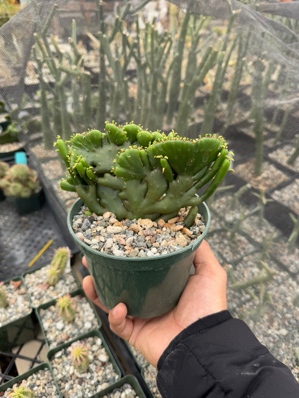 Euphorbia leucodendron cresta