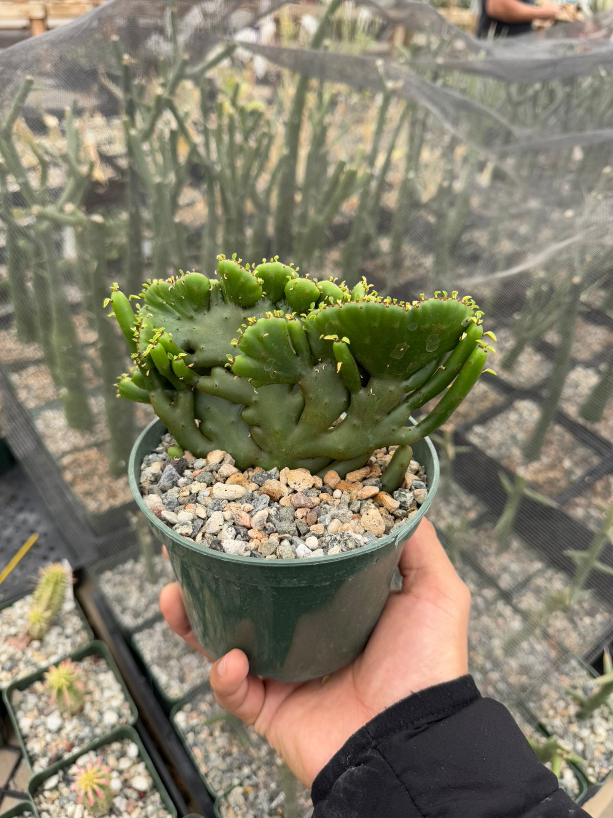 Euphorbia leucodendron cresta