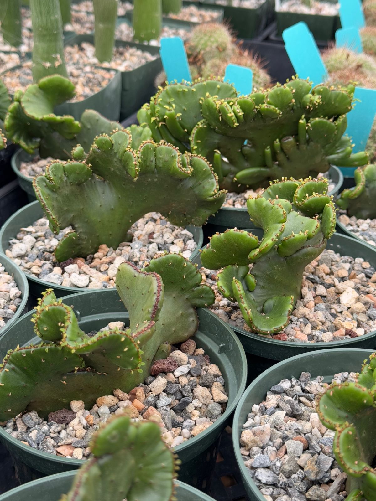 Euphorbia leucodendron cresta