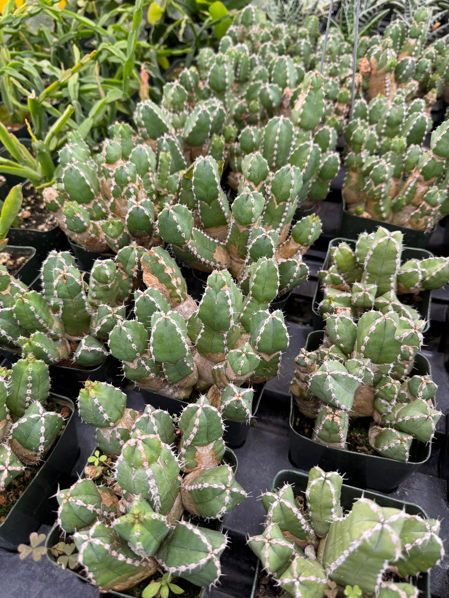 Euphorbia makallensis