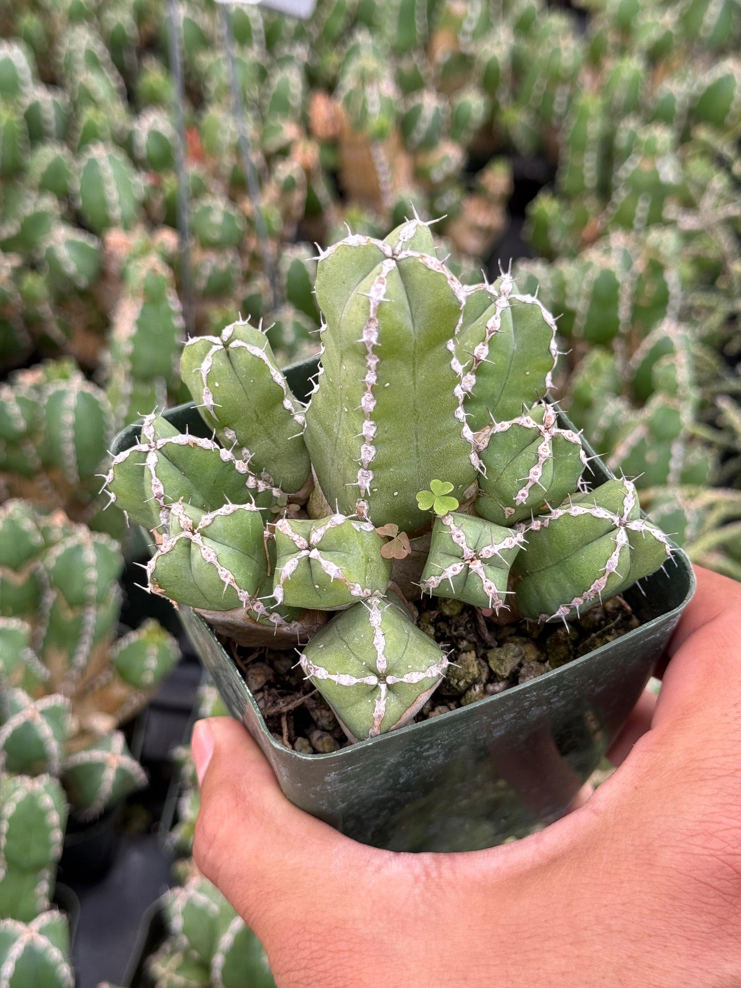 Euphorbia makallensis