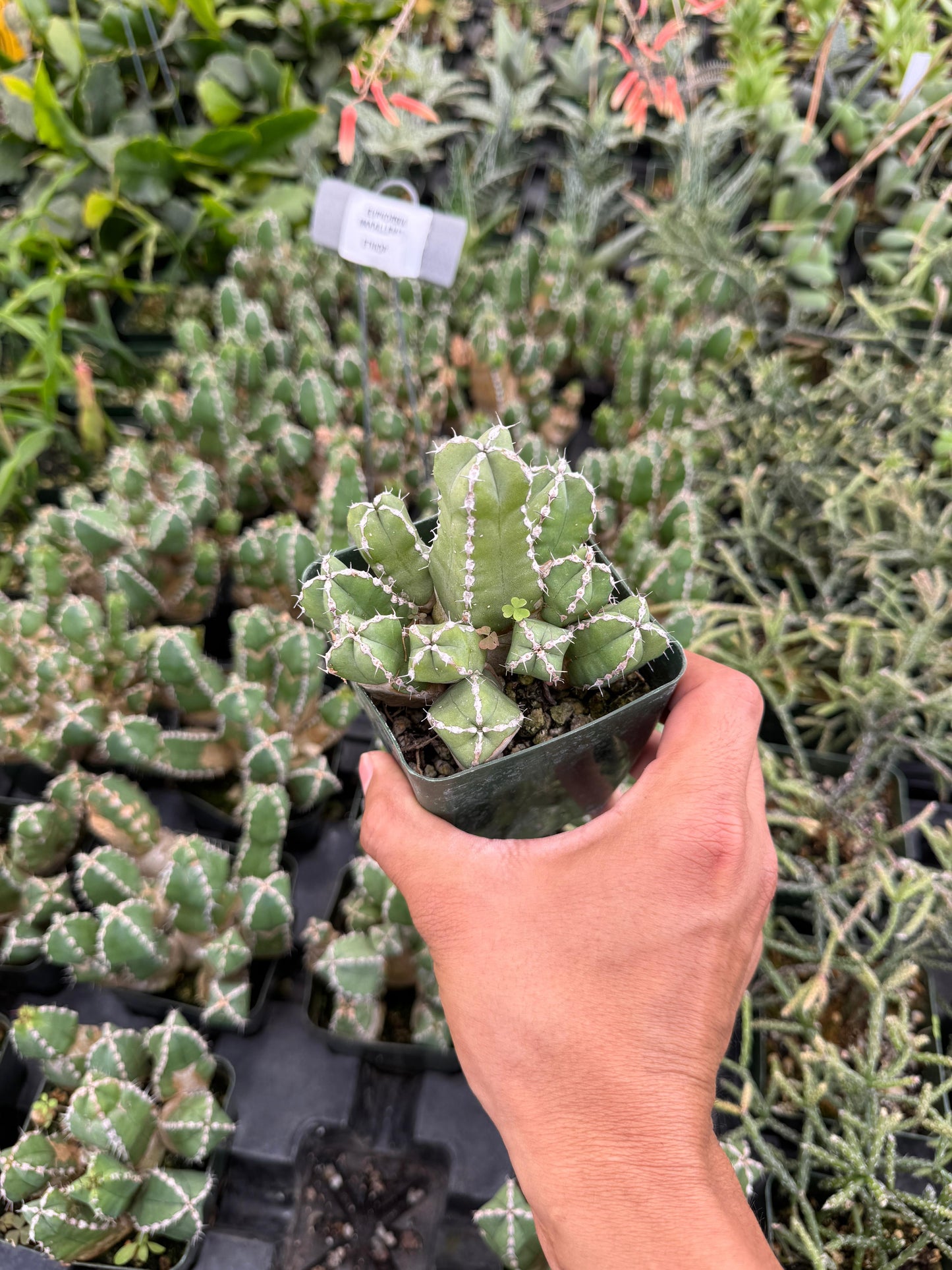 Euphorbia makallensis