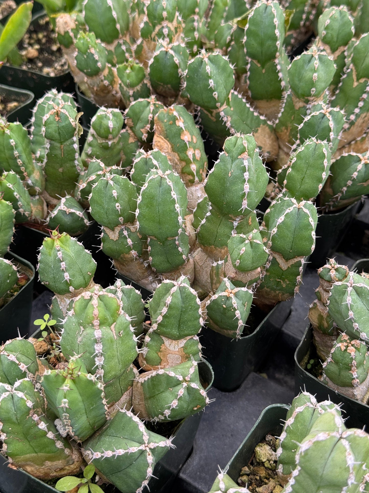 Euphorbia makallensis