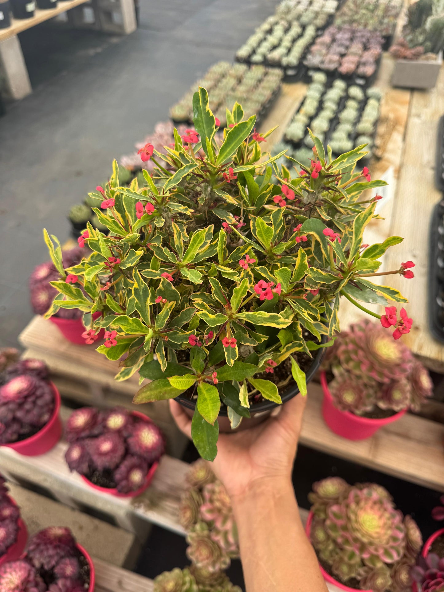 Euphorbia milii (corona de Cristo) Variegada