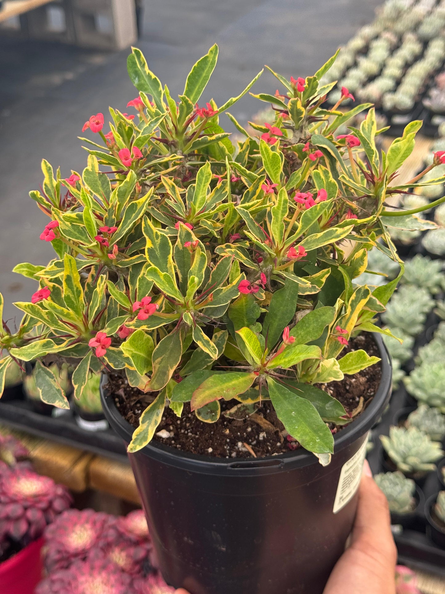 Euphorbia milii (corona de Cristo) Variegada