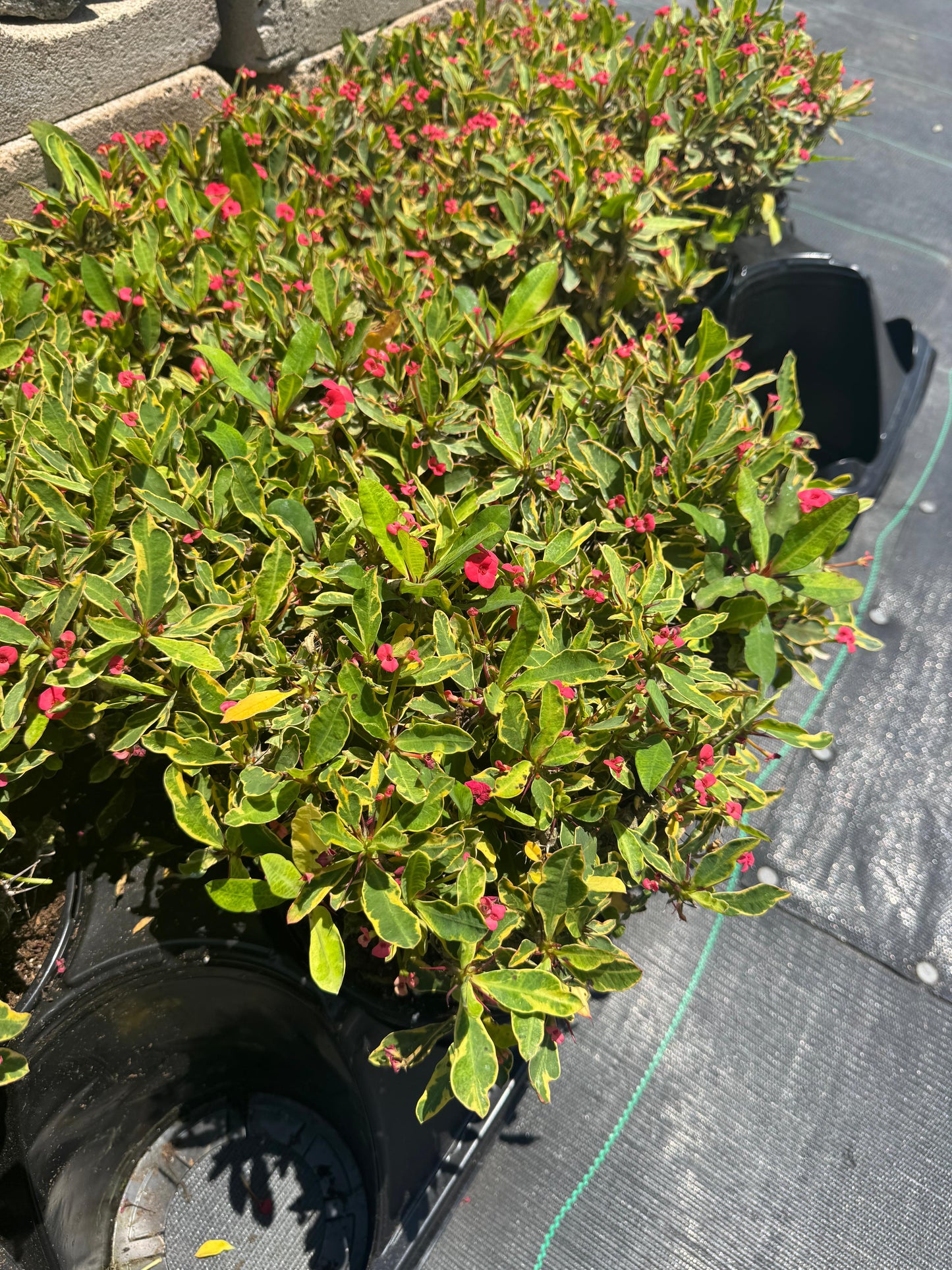 Euphorbia milii (corona de Cristo) Variegada