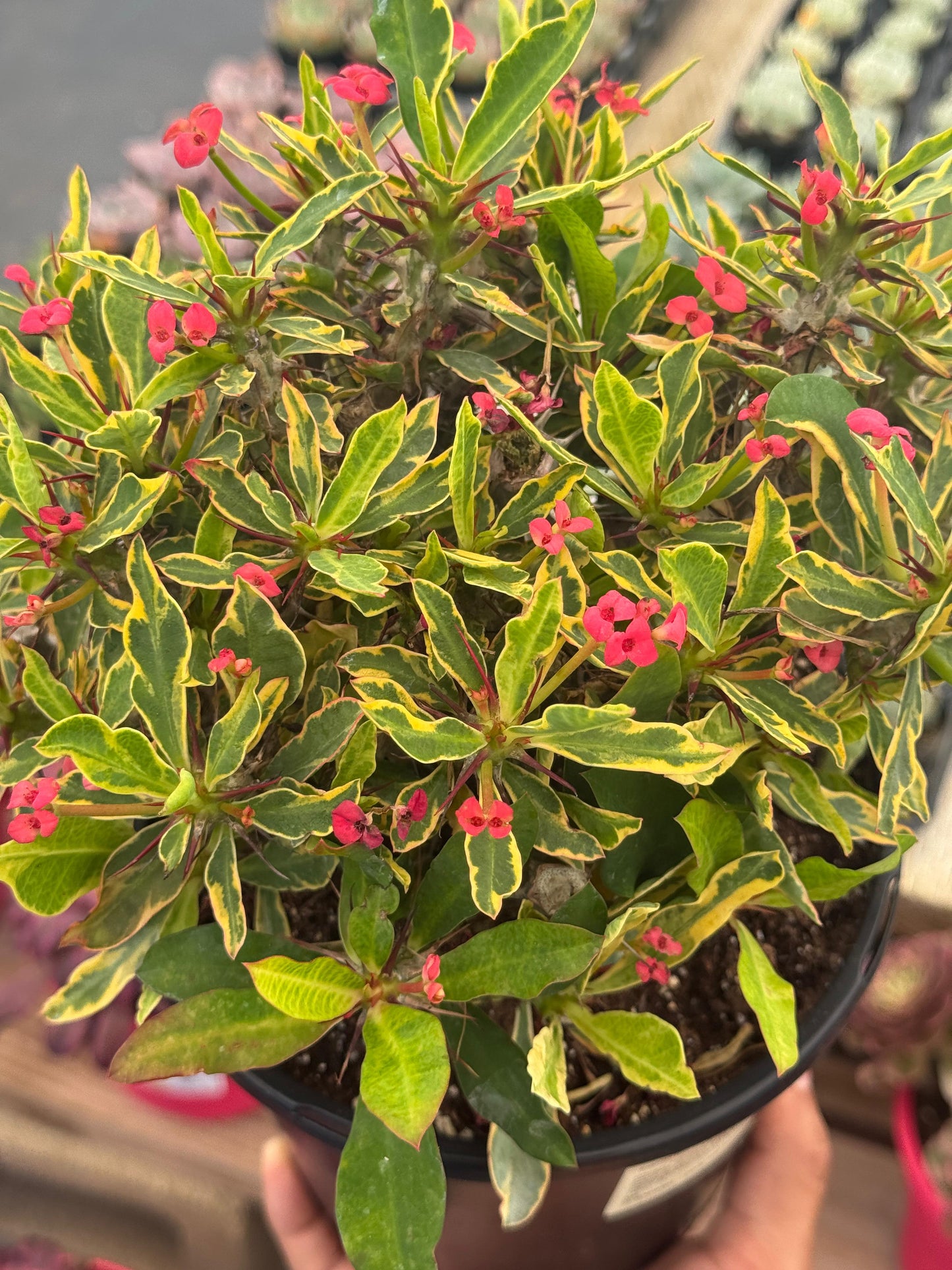 Euphorbia milii (corona de Cristo) Variegada