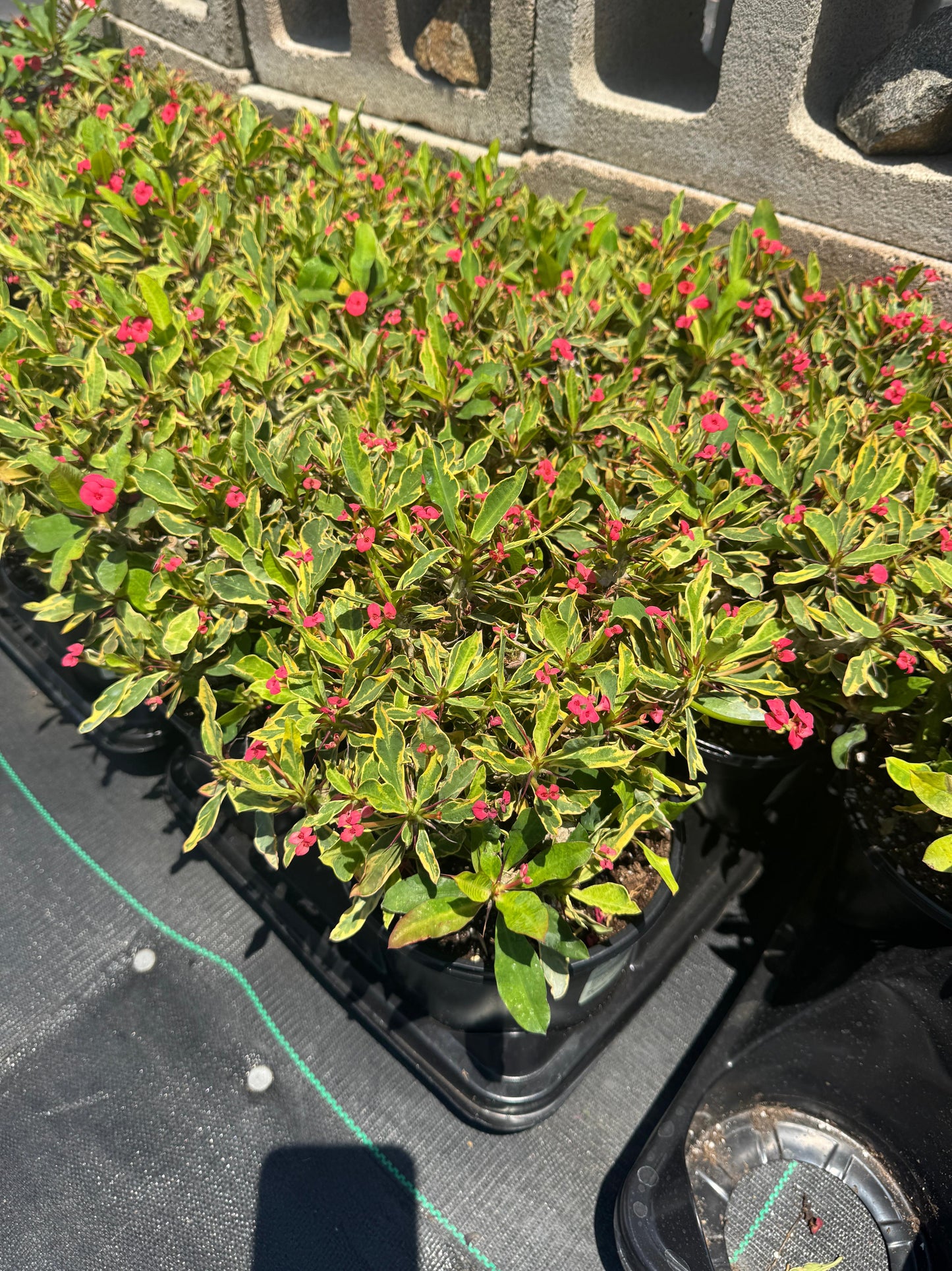 Euphorbia milii (corona de Cristo) Variegada