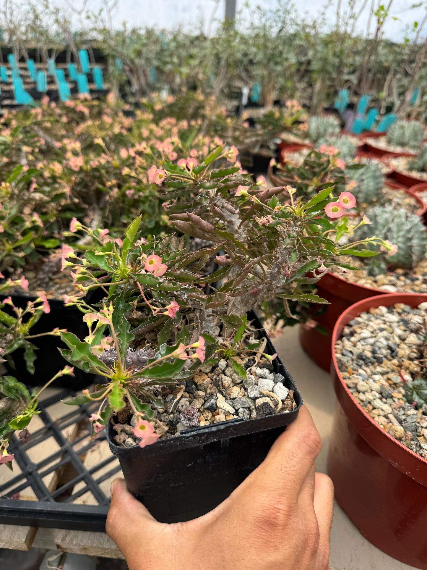 Euphorbia milii x decaryi