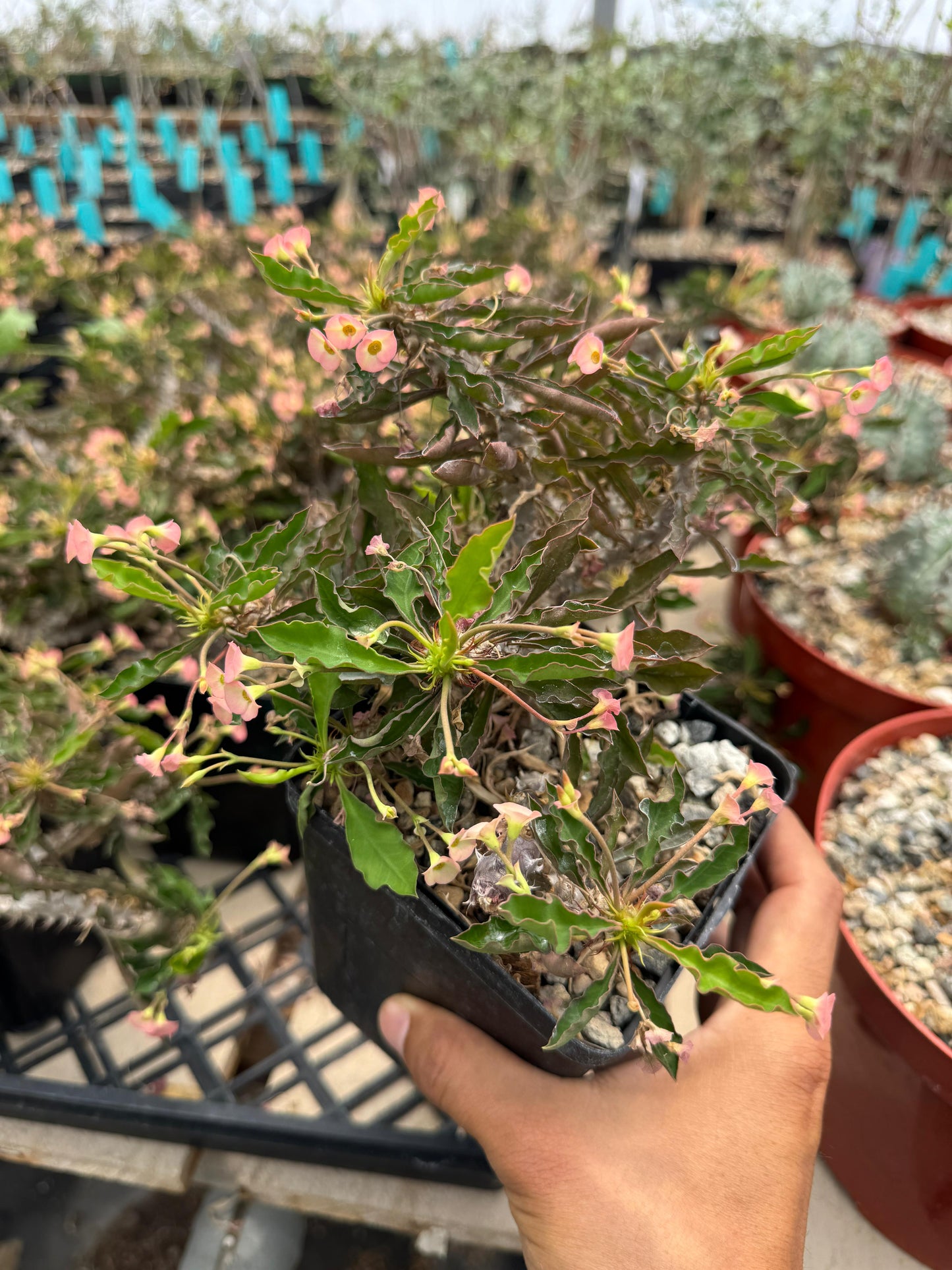 Euphorbia milii x decaryi