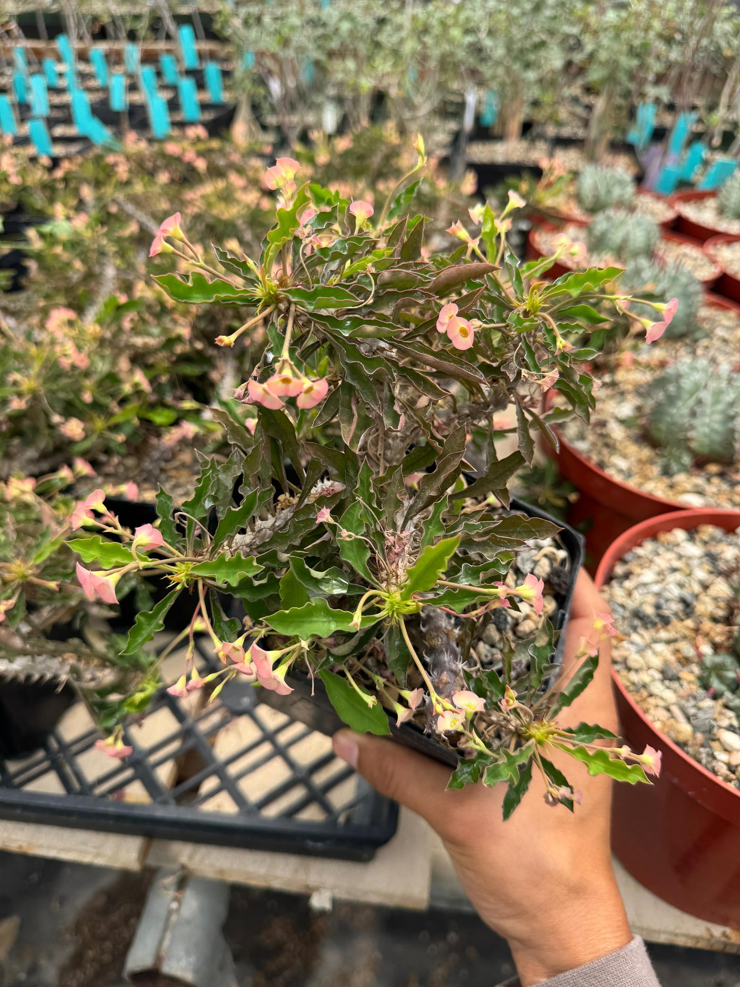 Euphorbia milii x decaryi