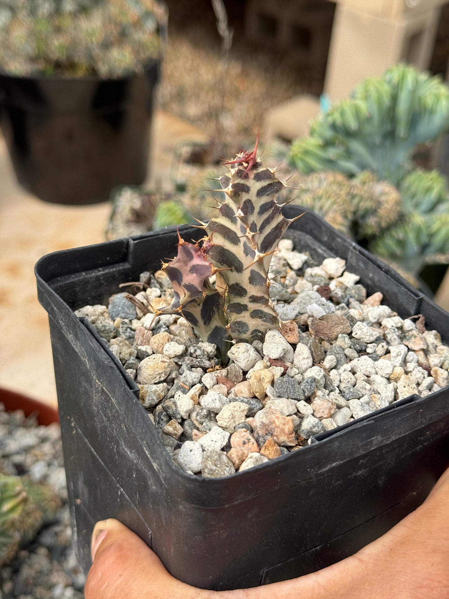 Euphorbia persistens