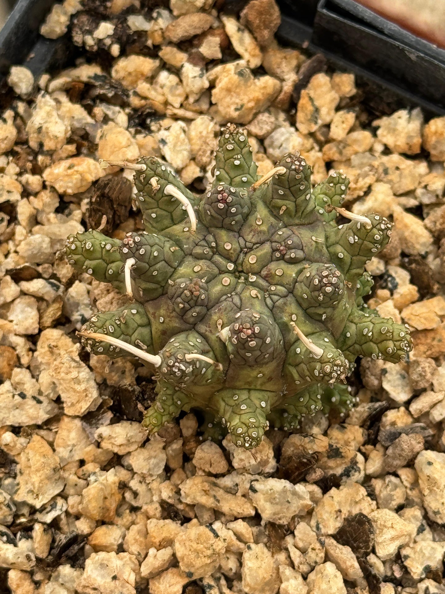 Euphorbia astrophora híbrido