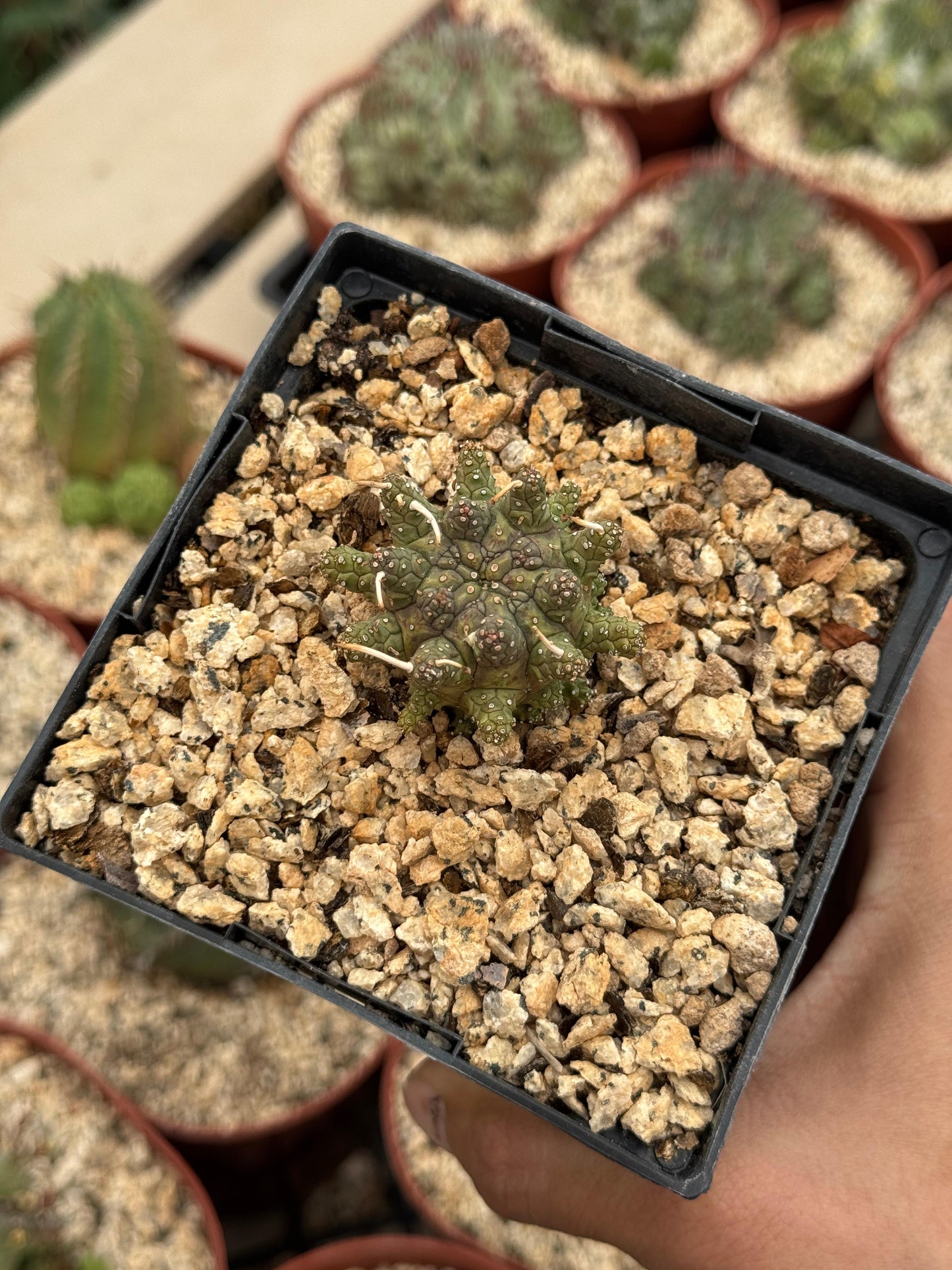 Euphorbia astrophora híbrido
