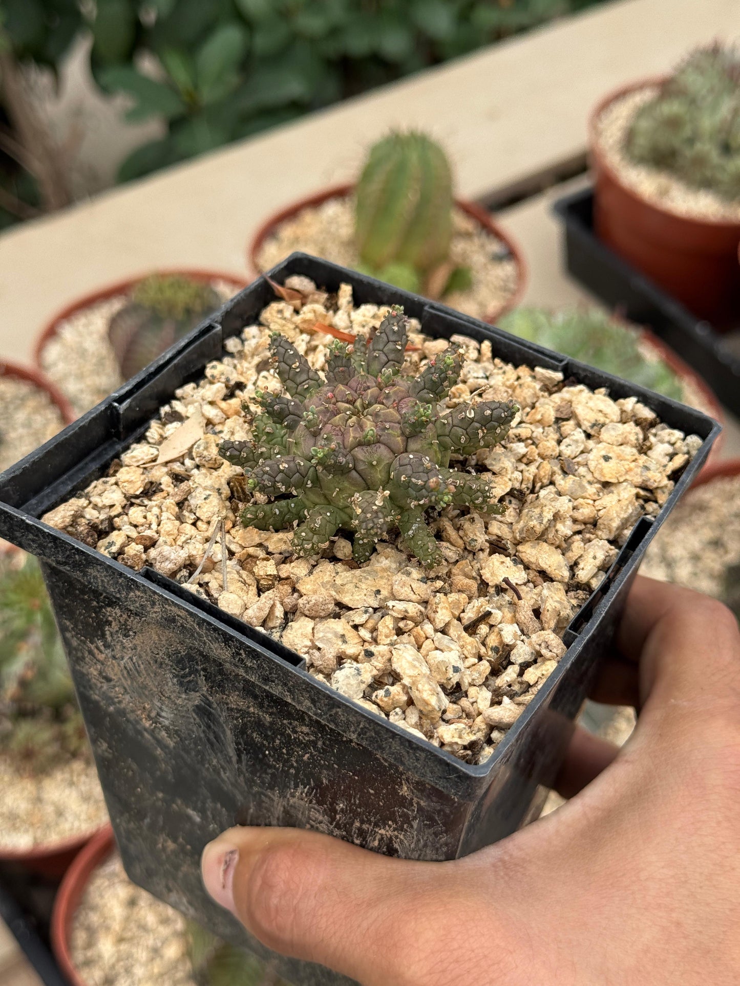 Euphorbia astrophora híbrido