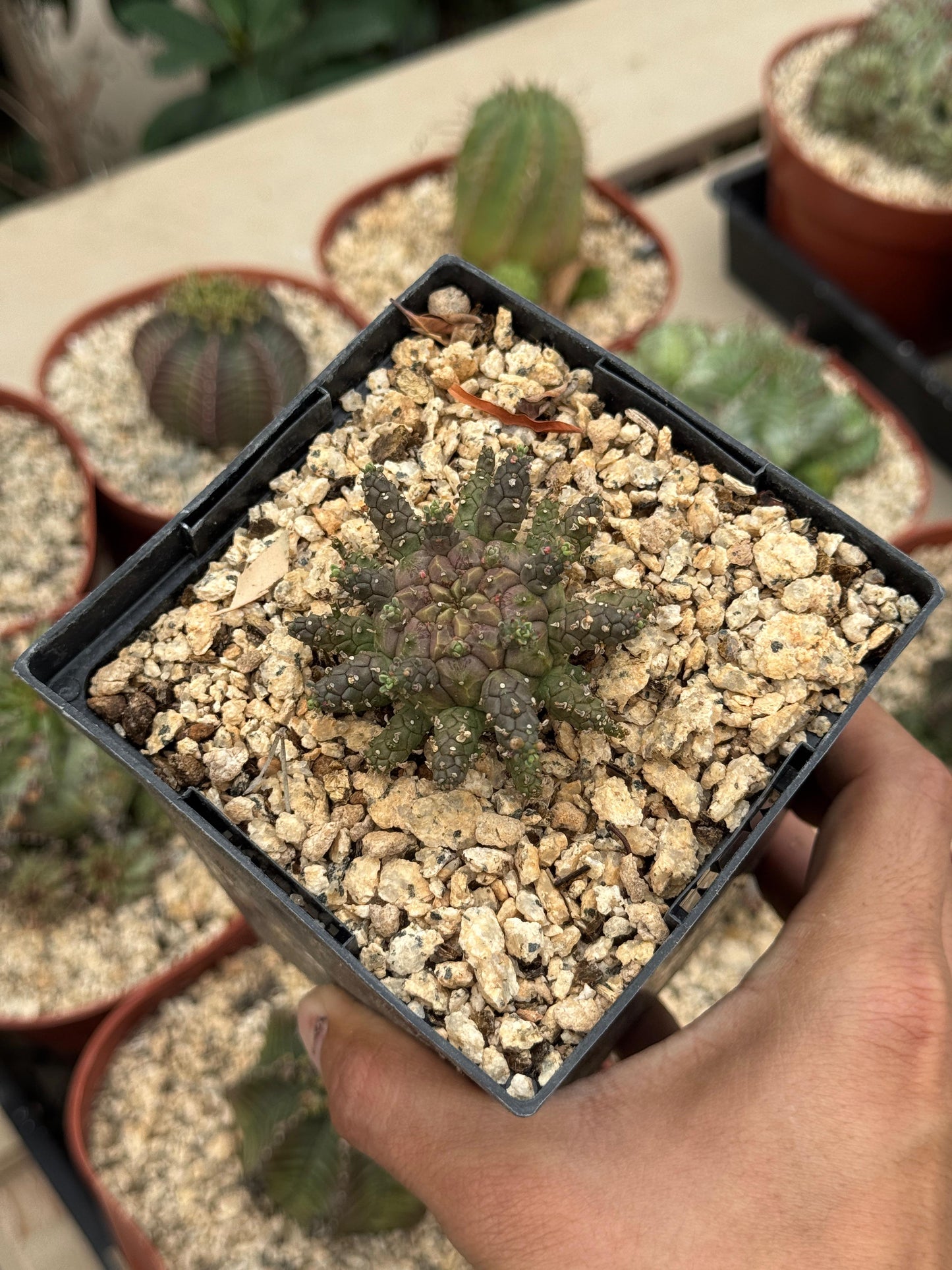 Euphorbia astrophora híbrido