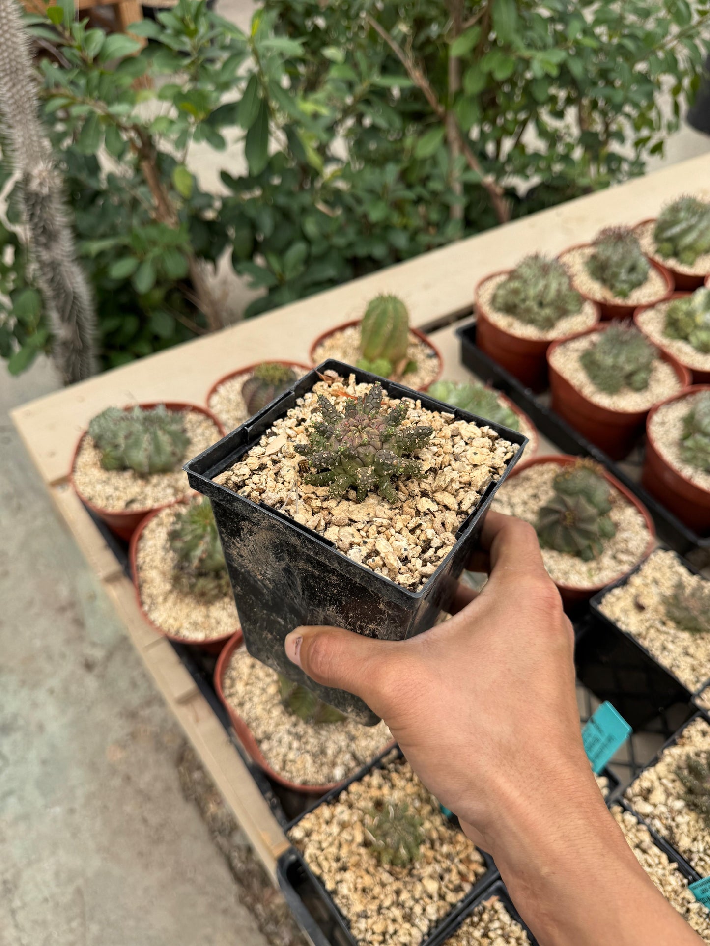 Euphorbia astrophora híbrido