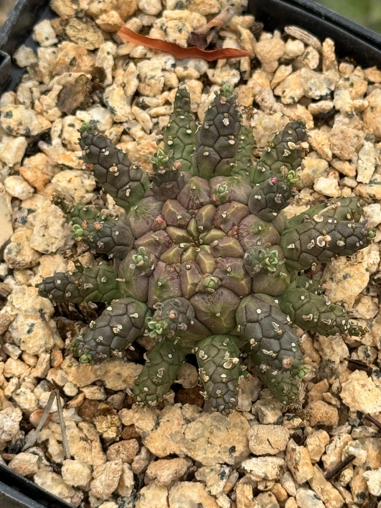 Euphorbia astrophora híbrido