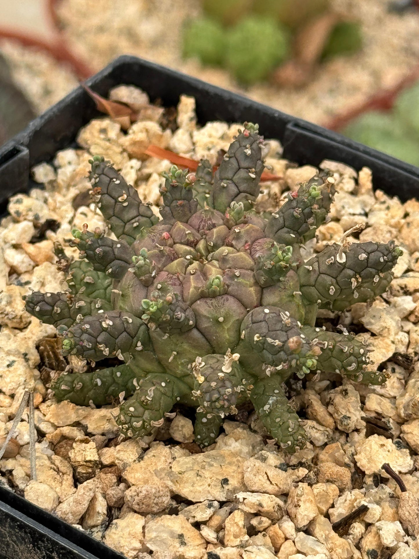 Euphorbia astrophora híbrido