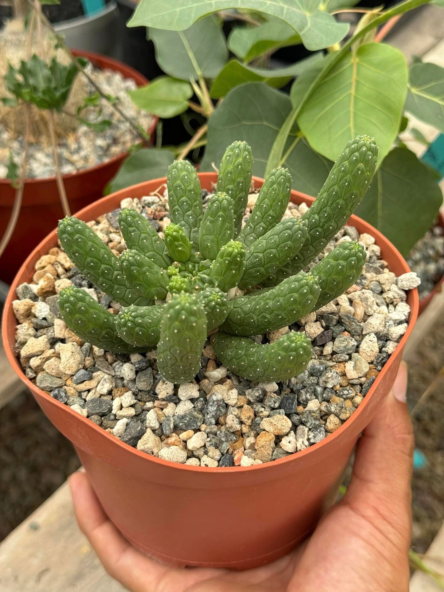 Euphorbia caput-medusa inermis 6”