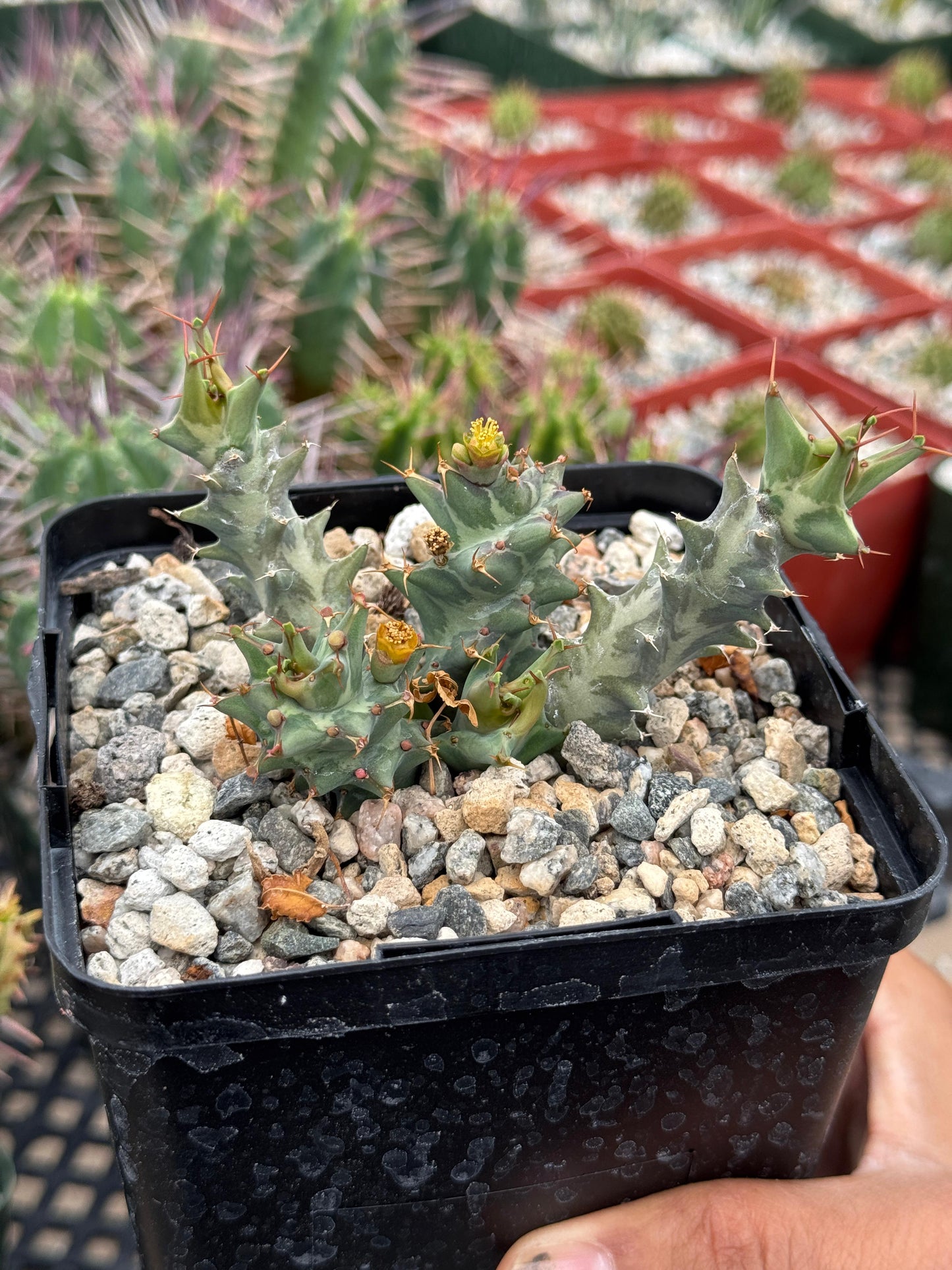 Euphorbia groenewaldii