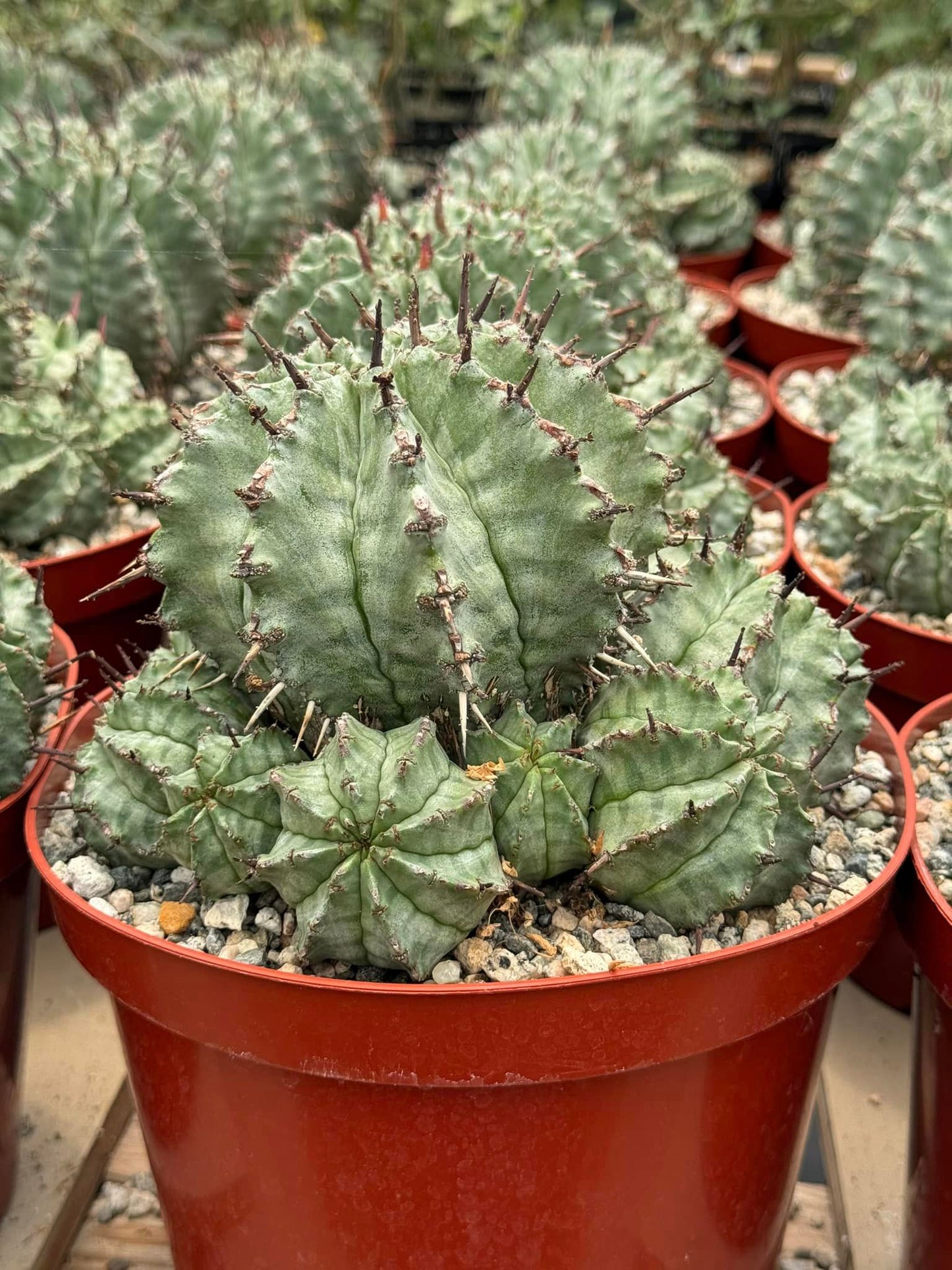 Euphorbia horrida Major