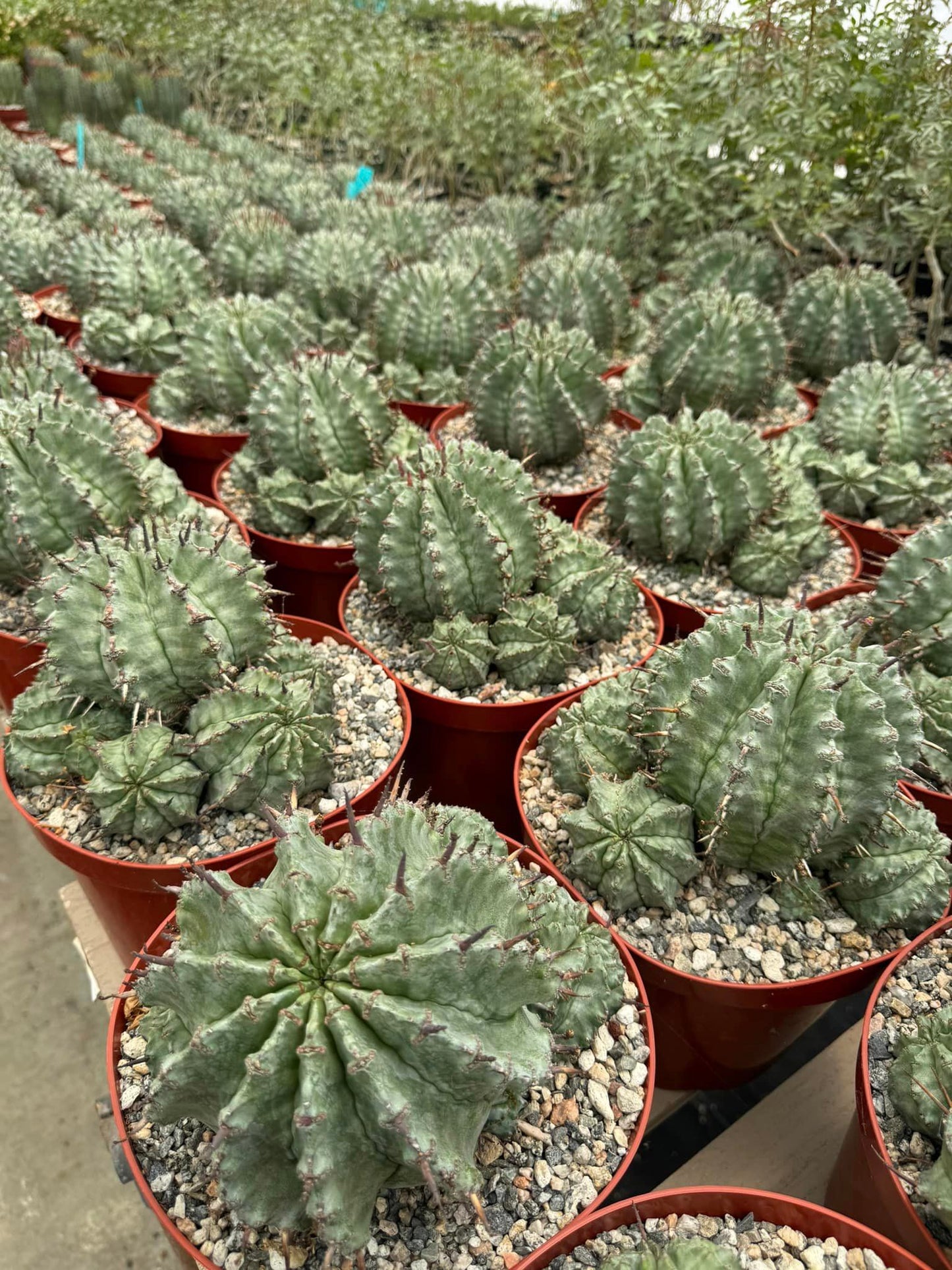 Euphorbia horrida Major