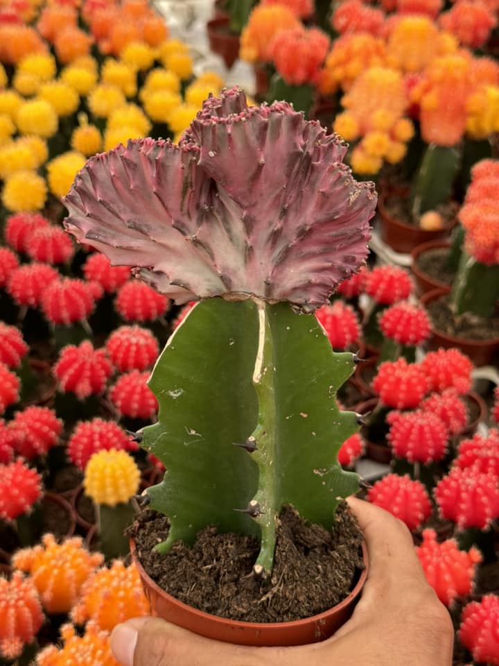 Euphorbia lactea rosa crestada
