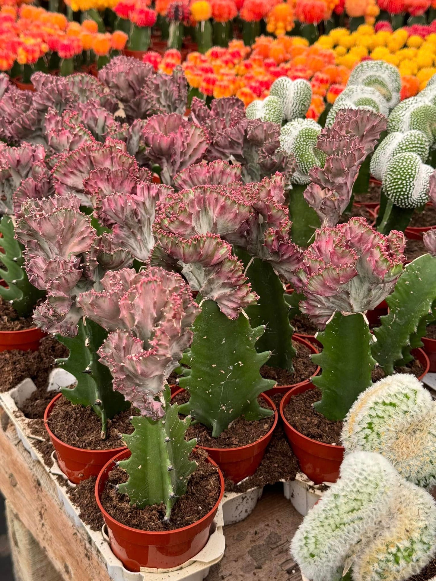 Euphorbia lactea rosa crestada