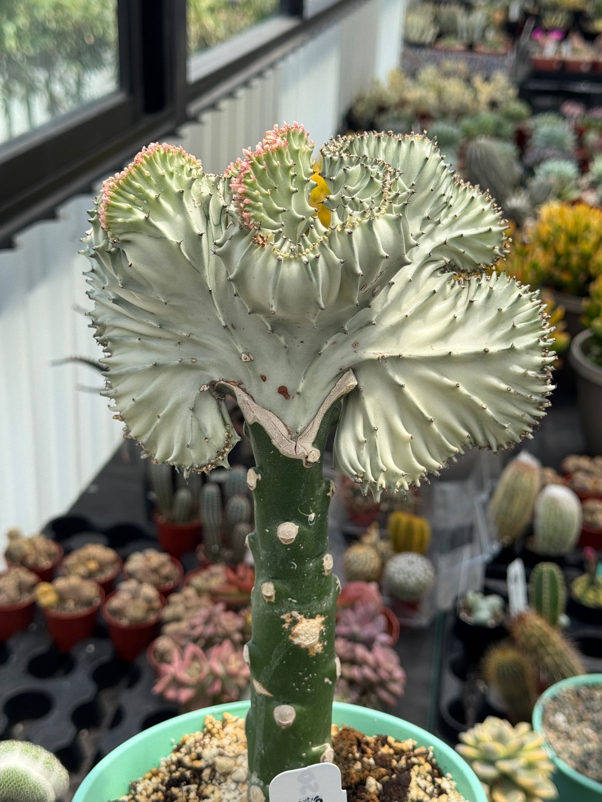 Euphorbia lactea crestada blanca