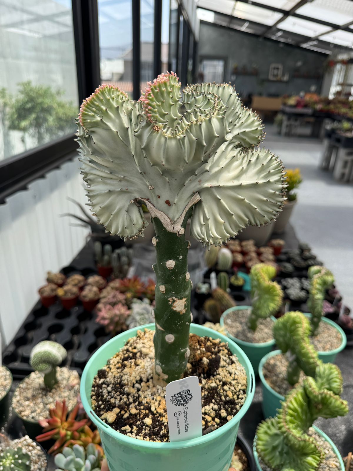 Euphorbia lactea crestada blanca